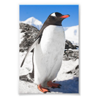 Impression Photo Penguin Closeup