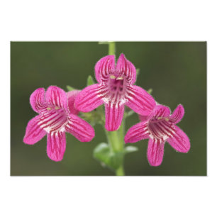 Impression Photo Pénstémon écarlate, Penstemon triflorus,