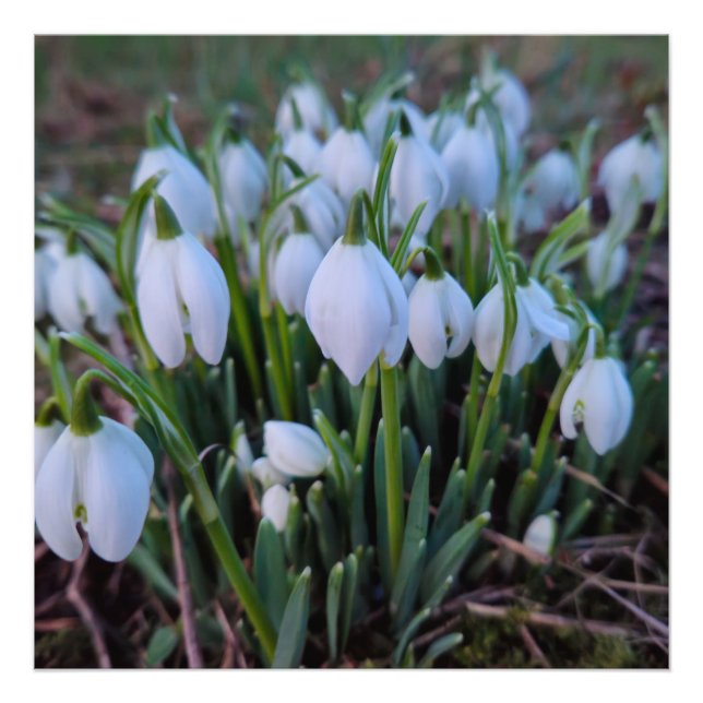 Impression Photo Perce-neige  (Devant)