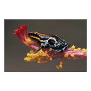 Impression Photo Pérou, Forêt des pluies péruviennes. Grenouille à 