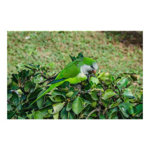 Impression Photo Perroquet vert