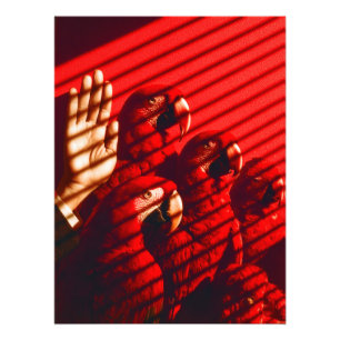 Impression Photo Perroquets rouges et main