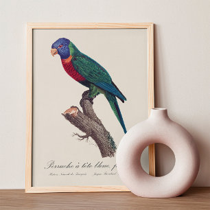 Impression Photo Perruche a tete bleue, femelle / Rainbow lorikeet,