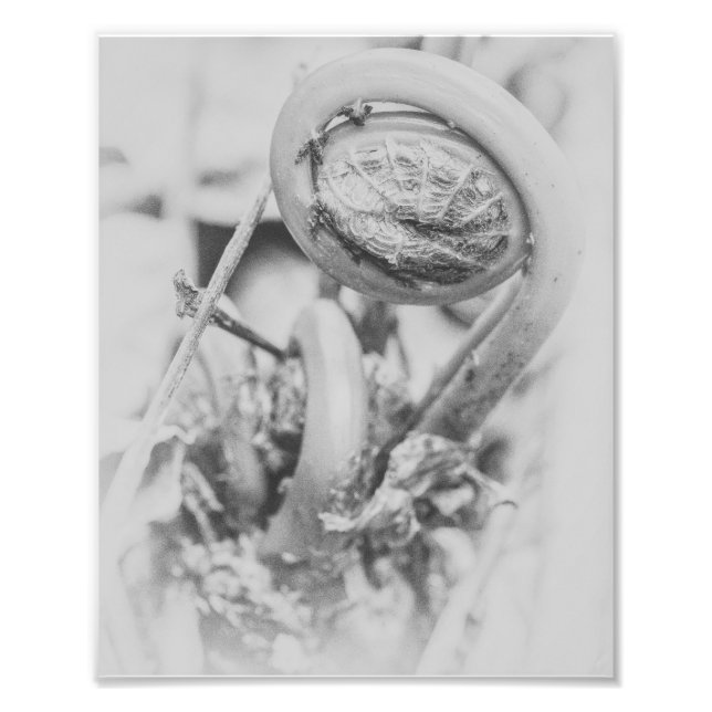 Impression Photo Perturbation de la fougère des bois Noir et blanc  (Devant)