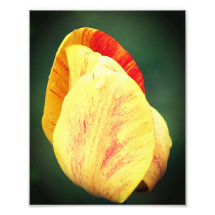 Impression Photo Pétales De Fleurs Tulipes Avec Arrosage Près 8x10