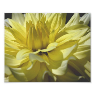 Impression Photo Pétales Macro Jaune Dahlia 10x8