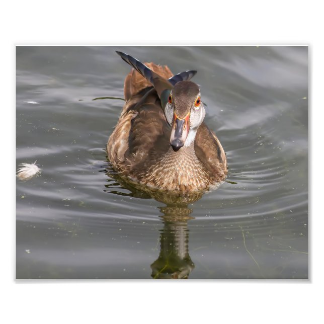 Impression Photo Petit canard à bois mâle sur étang (Devant)