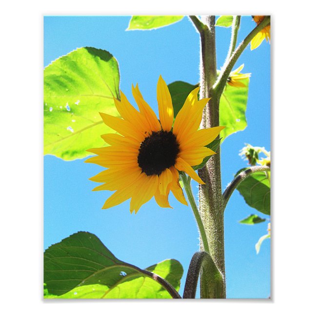 Impression Photo Petit tournesol jaune 8x10 (Devant)