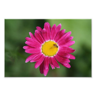Impression Photo Petite abeille sur marguerite peinte