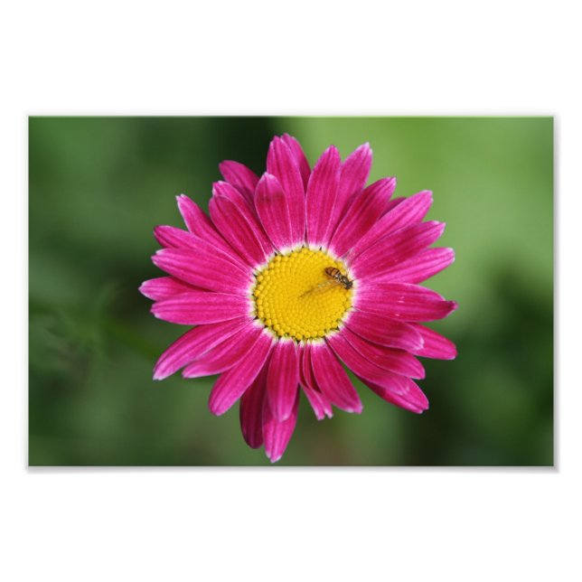 Impression Photo Petite abeille sur marguerite peinte (Devant)