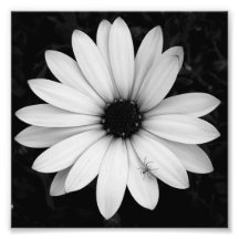 Petite araignée noire et blanche sur fleur