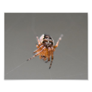 Impression Photo Petite araignée orange mignonne 