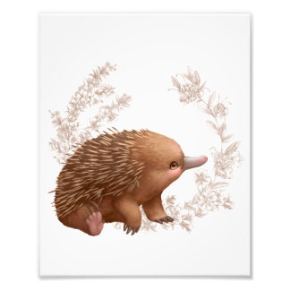 Impression Photo Petites amies australiennes - Echidna