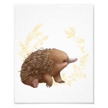 Petites amies australiennes - Echidna