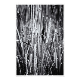 Impression Photo Petites Grandes de marais roussâtres noir et blanc