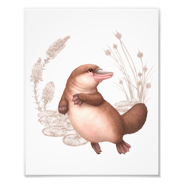 Impression Photo Petits Amis Australiens - Platypus (Devant)