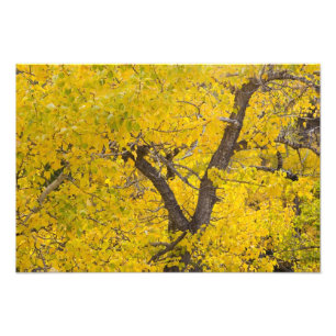 Impression Photo Peuplier en couleurs de pointe en automne dans Gla