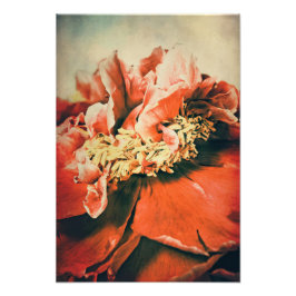 Impression Photo Pfingstrose abstrait