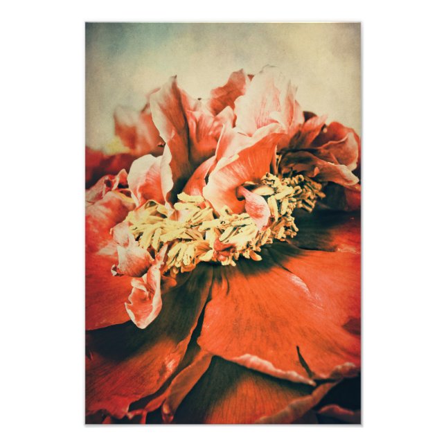 Impression Photo Pfingstrose abstrait (Devant)