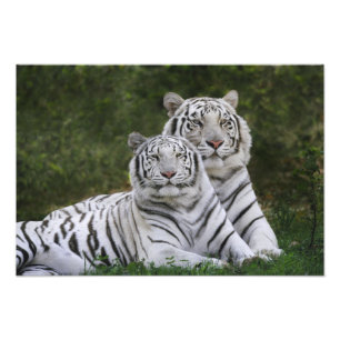 Impression Photo Phase blanche, Tigre du Bengale, Tigris