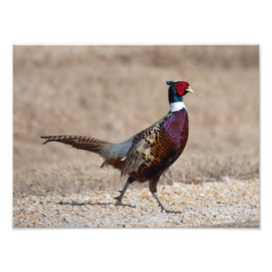 Impression Photo Pheasant à crayon