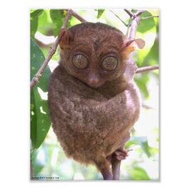 Impression Photo Philippine Tarsier