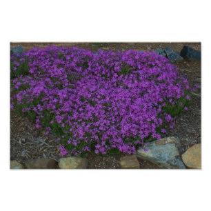 Impression Photo Phlox rampant