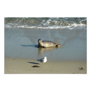 Impression Photo Phoque commun à La Jolla Californie