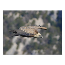 Impression Photo Photo/poster du vautour fauve 