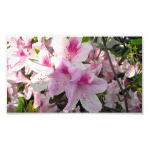 Impression Photo Photos couleur rose Azalea Floral