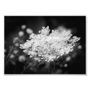Impression Photo Photos des fleurs de dentelle de la reine Anne
