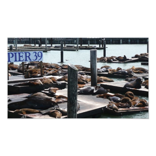 Impression Photo Pier 39 Sea Lions (Devant)