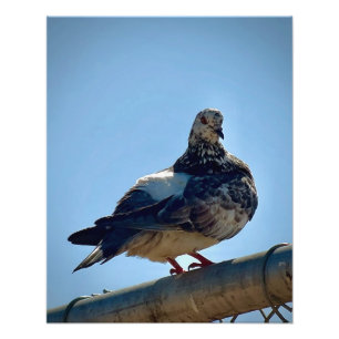 Impression Photo Pigeon