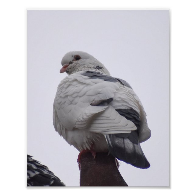 Impression Photo Pigeon blanc (Devant)