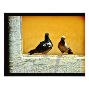 Impression Photo Pigeon Love