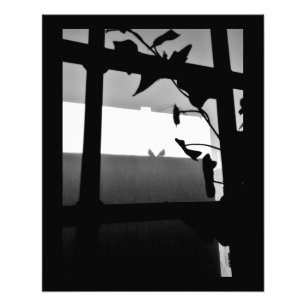 Impression Photo Pigeon Shadows