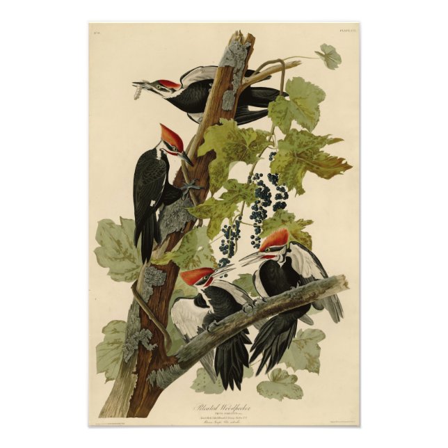 Impression Photo Pileated Woodpecker from Audubon Birds of America (Devant)