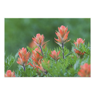 Impression Photo Pinceau indien, Castilleja miniata, Ouray,