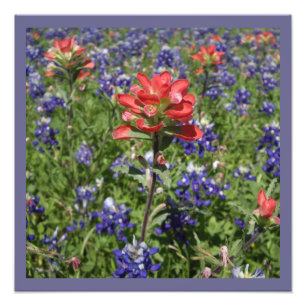 Impression Photo Pinceau indien et Bluebonnets du Texas