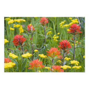 Impression Photo Pinceau indien et wildflowers de biscuitroot