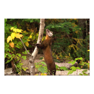 Impression Photo Pine Marten Matin