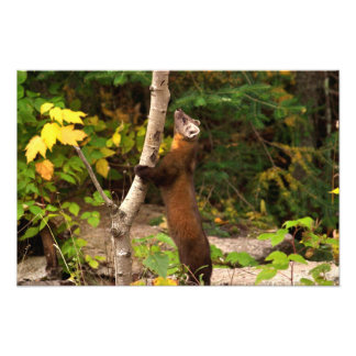 Impression Photo Pine Marten Matin