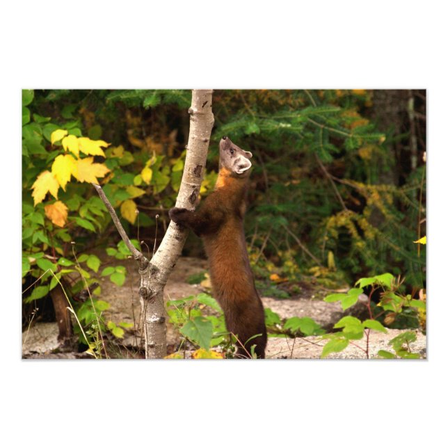 Impression Photo Pine Marten Matin (Devant)