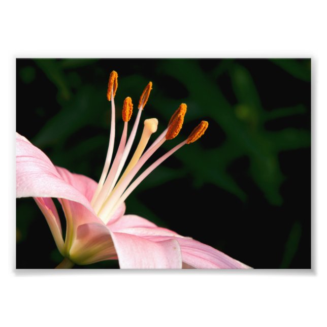 Impression Photo Pink Asiatic Lily Closeuse (Devant)