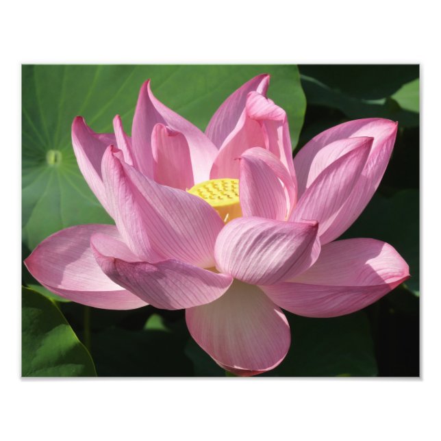 Impression Photo Pink Lotus Flower IV (Devant)