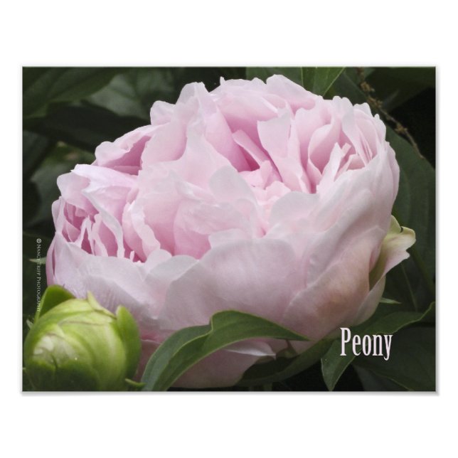 Impression Photo Pink Peony (Devant)