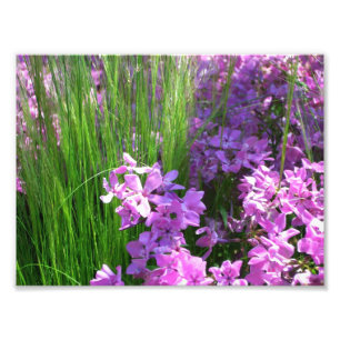 Impression Photo Pink Phlox et Grass été Floral