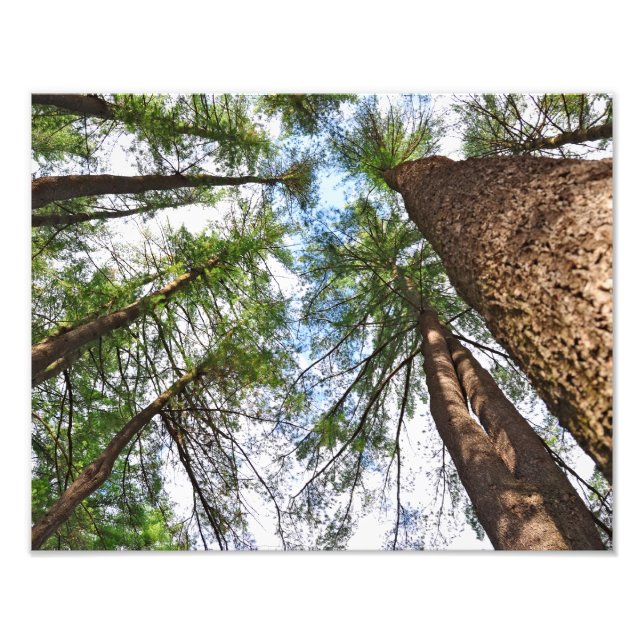 Impression Photo Pins Arbres Au Ciel (Devant)