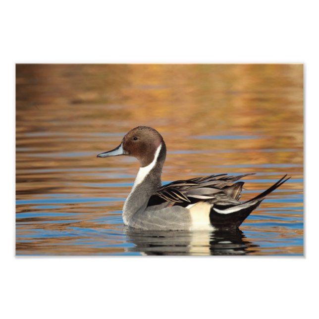 Impression Photo Pintail Nord Homme (Devant)