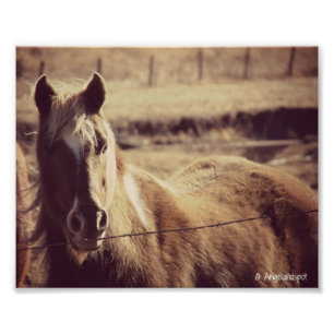 Impression Photo Pinto Pony